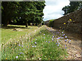 Harebells, Hale Cemetery