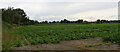 A field alongside the Selby Canal, Brayton