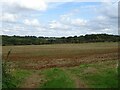 Field towards Glendon Wood