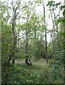 Woodland beside Pipewell Road