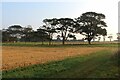 Mixed farming at Barnsmuir