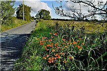 H5073 : Montbretia along Hillfoot Road by Kenneth  Allen