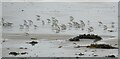NU2613 : Sanderlings on Boulmer Beach by Les Hull