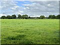 Field of grass