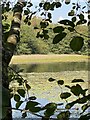 Pond in Graig-neddfwch Wood