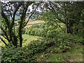 Trees and fields in the Hafren valley