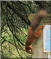 Red Squirrel