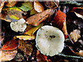 Fungi and fallen leaves, Mullaghmore