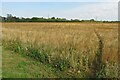 Footpath to Park Corner Farm