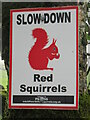 Red Squirrel warning