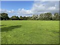 Open Grassland of the park