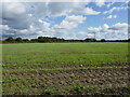 Autumn sown crop near Coddington