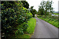 Rose hips and ivy blossoms along Knockmoyle Road