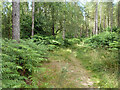 Path, Alice Holt Forest