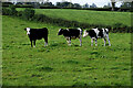 Three cows, Mullaghmenagh Lower