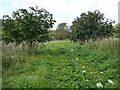 Overgrown path to the church, Sutterby