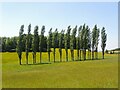 Line of trees in Golden Valley