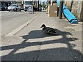 Duck in the shade, Glossop high street