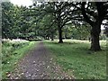 Oaks and path, Callendar Park