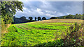 Sunlit field at Lea