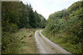 Forest track by Allerston Beck