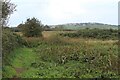 Western corner of Llangloffan Fen NNR