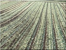NT7825 : Cabbage field by Richard Webb
