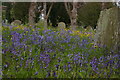 TM3865 : Bluebells in Kelsale churchyard by Christopher Hilton
