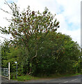 The path to Daw Knowle (KIR/8/40) leaving Cockley Hill Lane, Kirkheaton