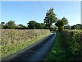 Rural lane with trees in the hedges