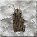 NT2470 : Blair's Shoulder-knot moth by M J Richardson