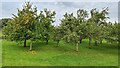 Crab apples at Darfoulds Nursery