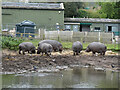 Hippos at the West Midland Safari Park