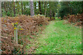 Path, Duncton Common