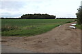 Field and copse in Pakenham