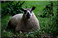 A resting sheep, Botera Lower