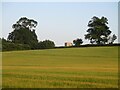 From  Low  Road  across  cornfield  the  tower  of  All  Saints