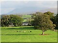 Grazing cattle near Llanidan