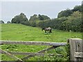 Horse in paddock