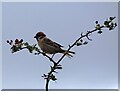 Tree Sparrow at Flinton Hill