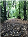 Woodland, Pittencrieff Park