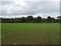 Young crop field towards woodland