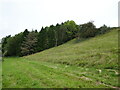 Grass slope and trees, Naunton