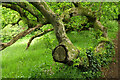 ST6603 : Oak branch, Minterne Gardens by Derek Harper