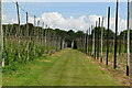 Footpath through hop field