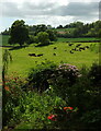 ST6603 : Cattle, Minterne Gardens by Derek Harper