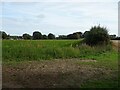 Crop field and hedgerow off Bell Lane