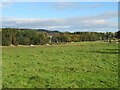 Grass field at Abbotsford