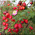 Wild Rose Hips