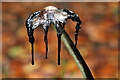 A shaggy ink cap mushroom (Coprinus comatus)